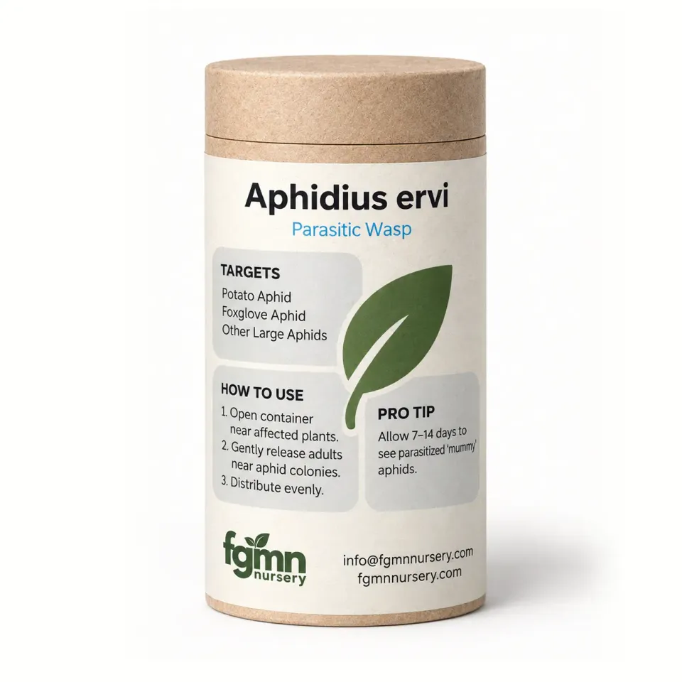 FGMN Nursery Aphidius ervi vespe contro afidi grandi