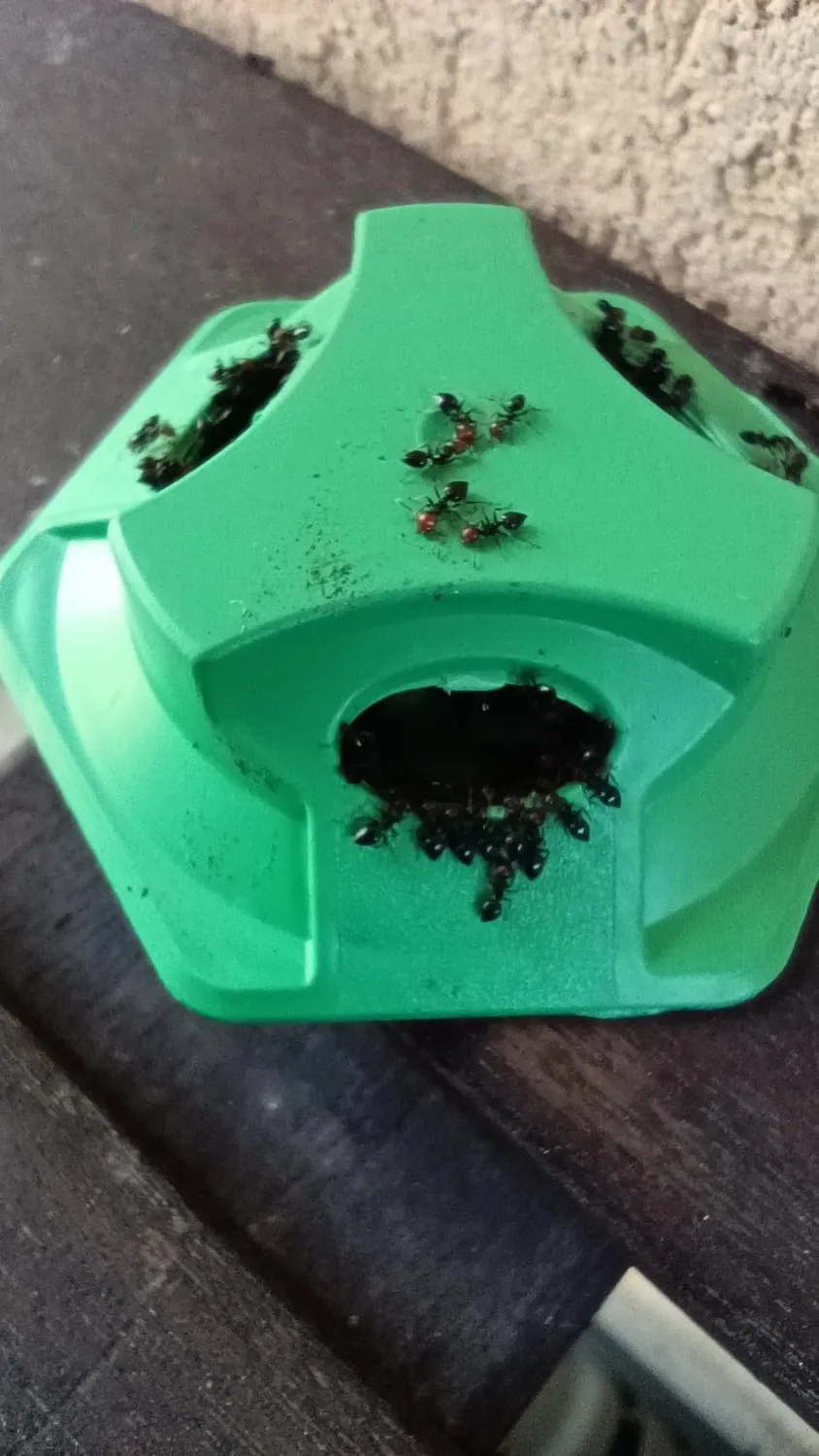 Novokill trappole per formiche veleno 3 pezzi