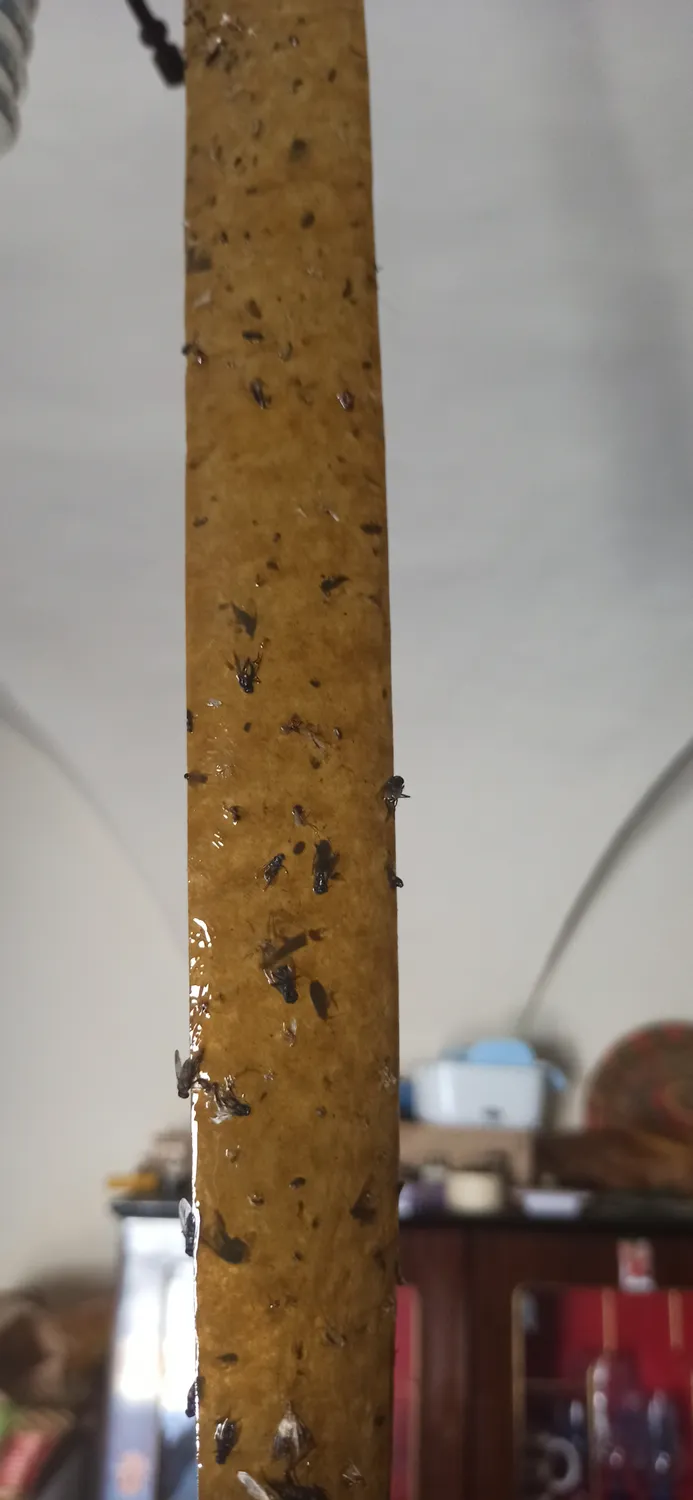 Vape Striscia Attiramosche trappola senza insetticida 4 pezzi