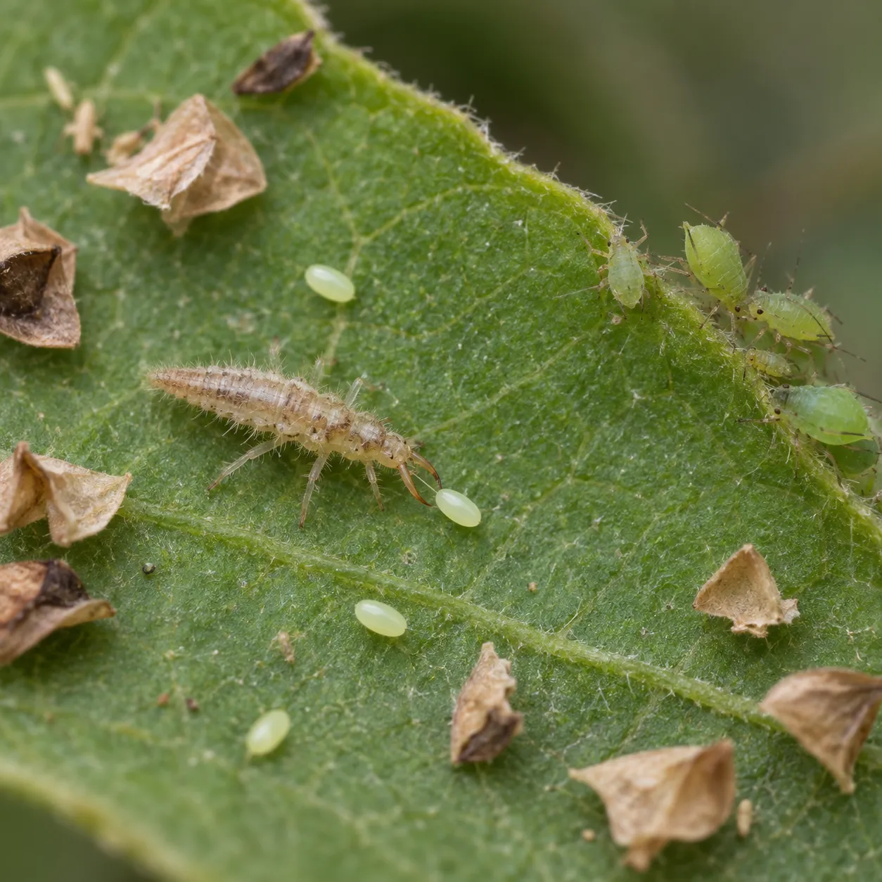 FGMN Green Lacewing Uova Anti-Afidi X-Small 250 1-2 Piante