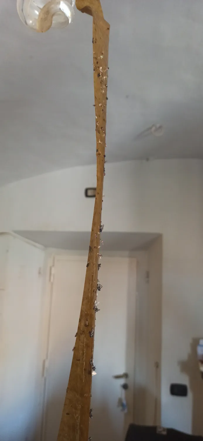 Vape Striscia Attiramosche trappola senza insetticida 4 pezzi