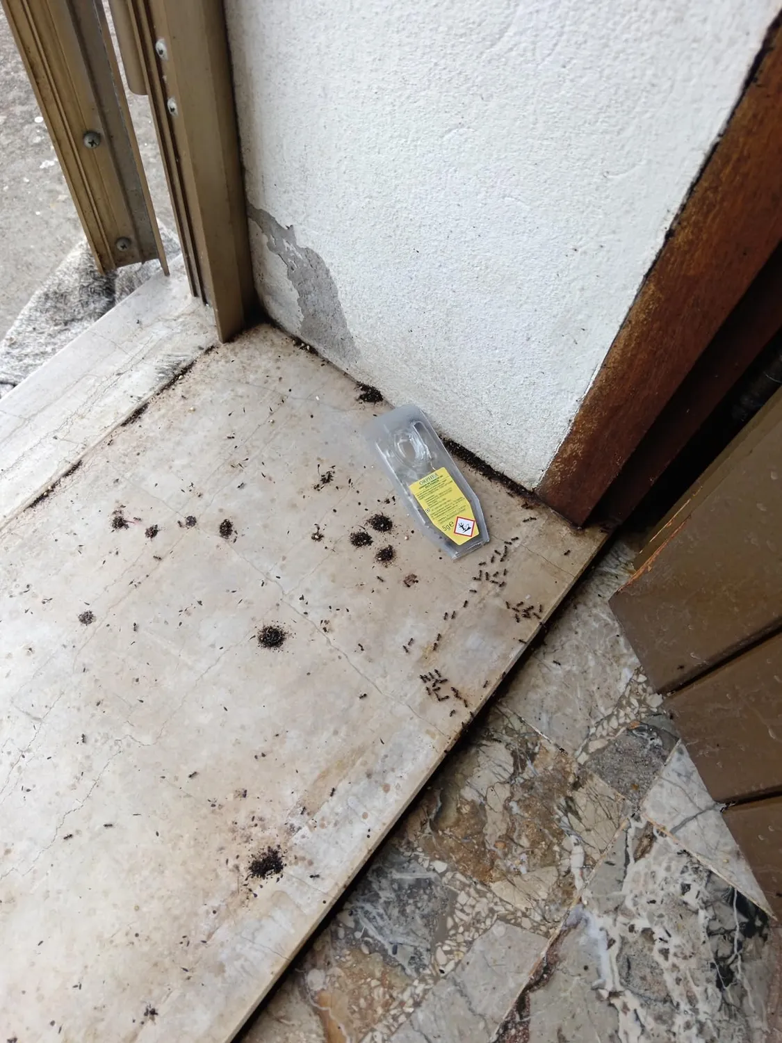 Orphea Esca Formiche gel 3 pezzi efficacia 4 mesi