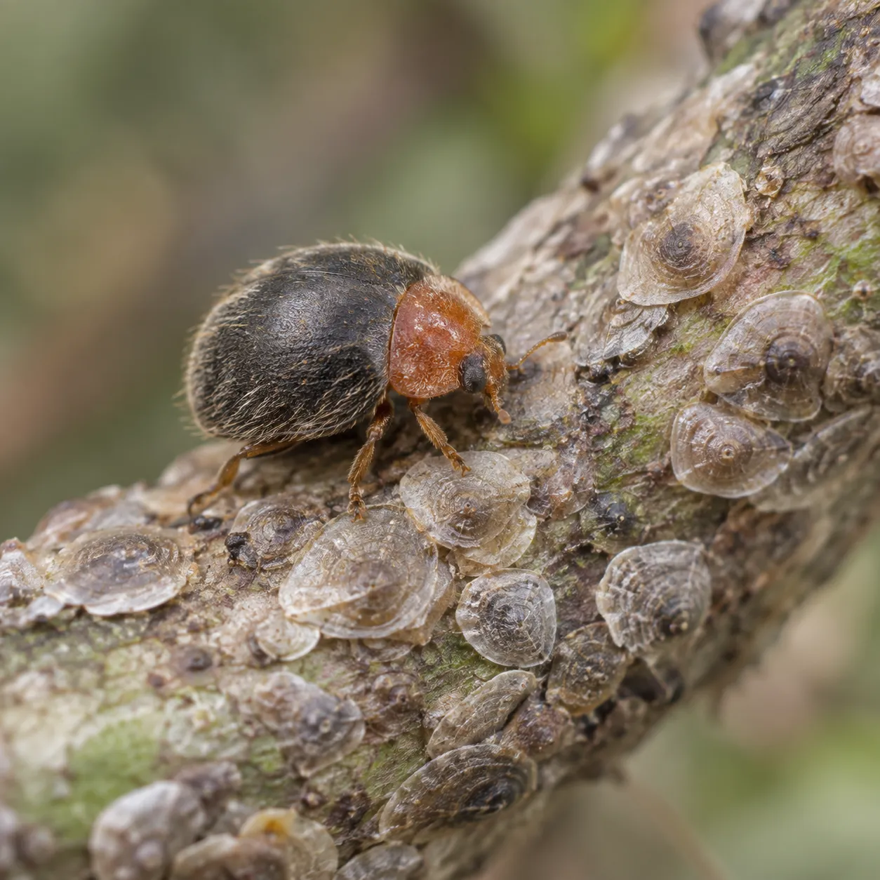 FGMN Nursery Rhyzobius Lophanthae Coccinelle Scudo 25 Pezzi
