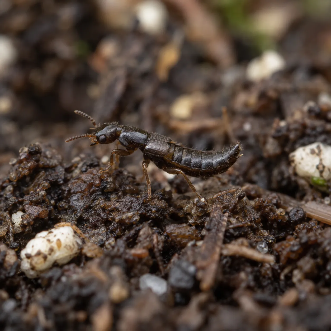 FGMN Nursery Dalotia coriaria coleotteri contro moscerini 50 insetti