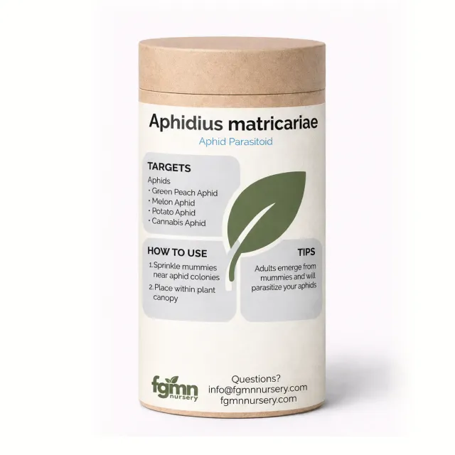 FGMN Beneficial Insects Aphidius matricariae vespa anti afidi