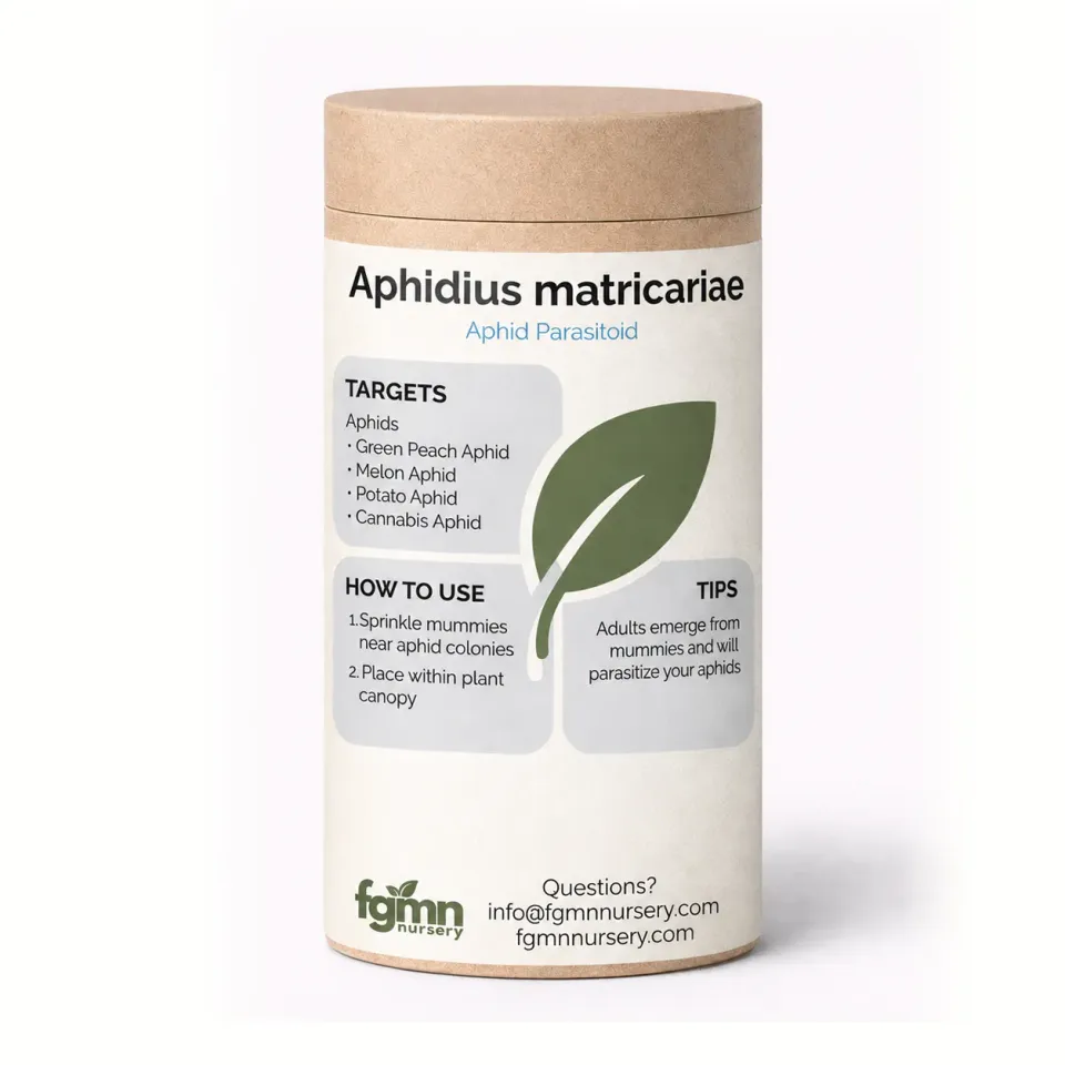 FGMN Beneficial Insects Aphidius matricariae vespa anti afidi