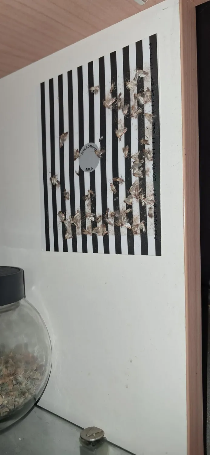 ZigZag Salvadispensa Trappola Farfalline Cibo 2 Pezzi