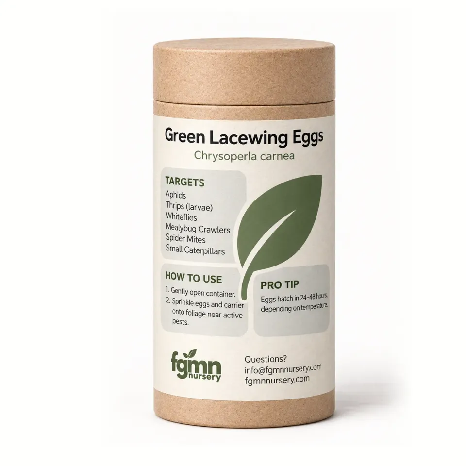 FGMN Green Lacewing Uova Anti-Afidi X-Small 250 1-2 Piante
