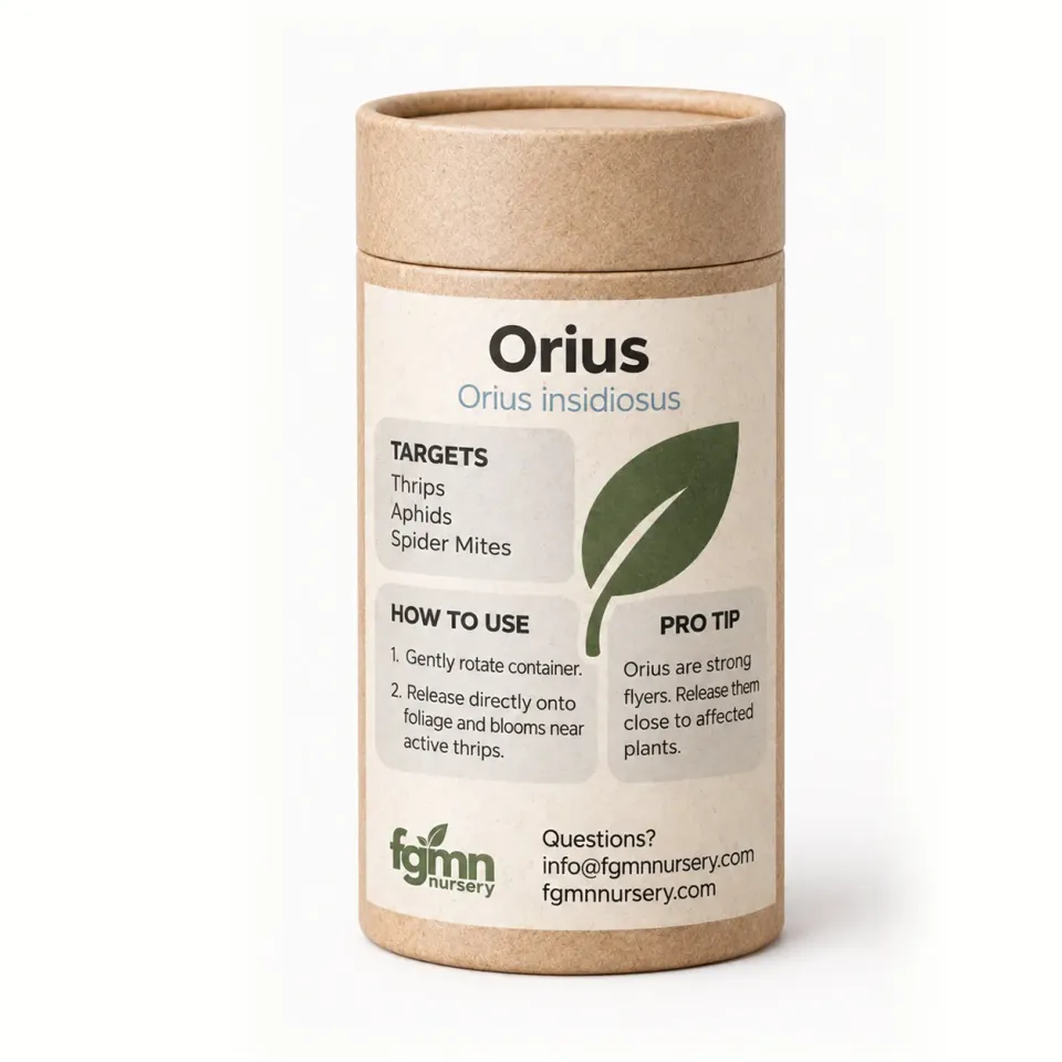 FGMN Nursery Orius insidiosus Insetto Utile Tripidi Adulti