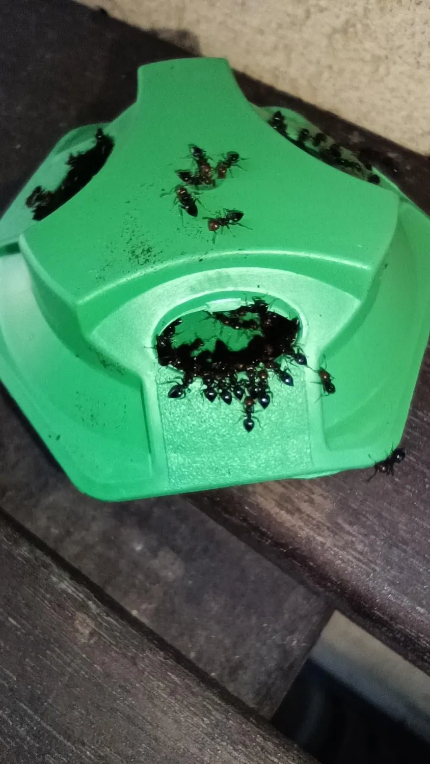 Novokill trappole per formiche veleno 3 pezzi