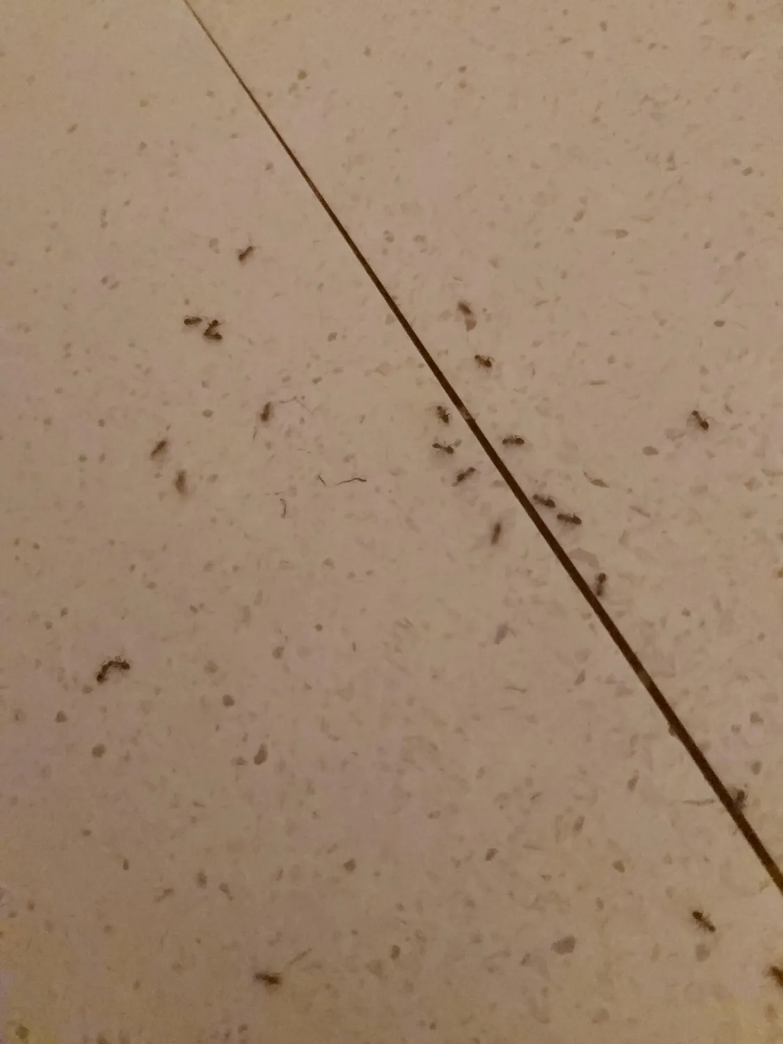 ZigZag Esca Formiche in Gel Trappola 10 g Colonia