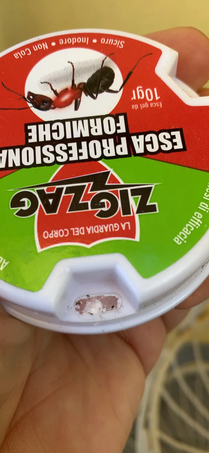 ZigZag Esca Formiche in Gel Trappola 10 g Colonia