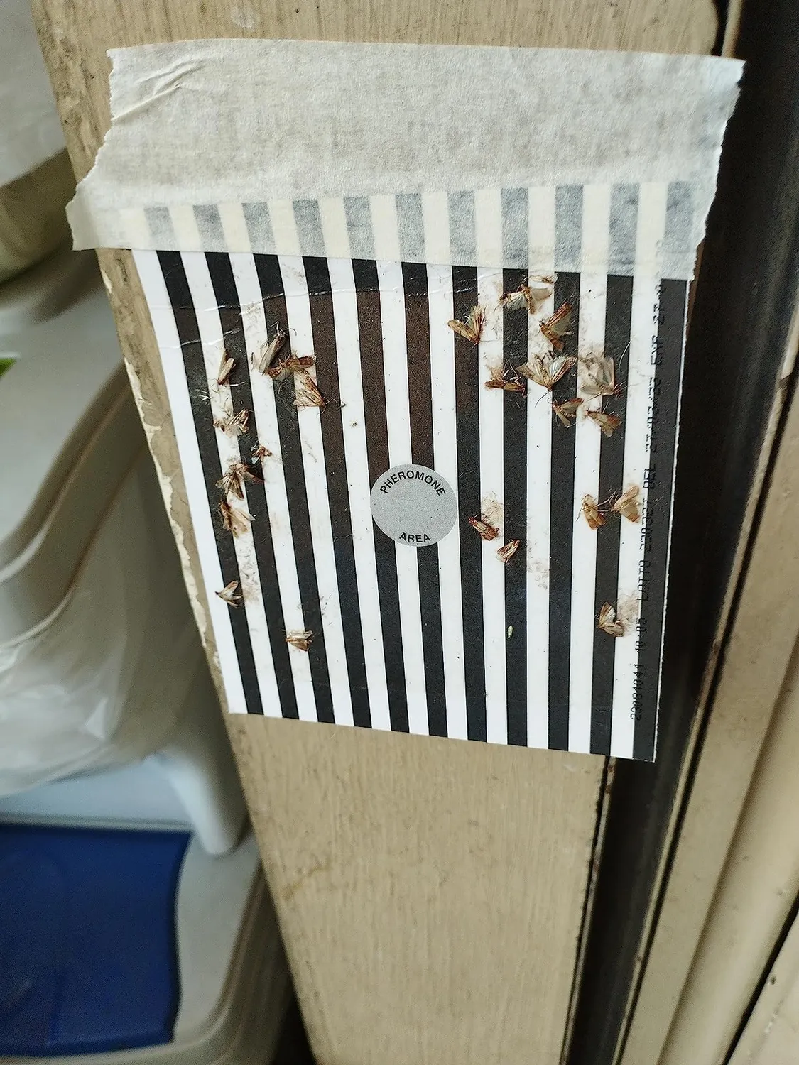 ZigZag Salvadispensa Trappola Farfalline Cibo 2 Pezzi