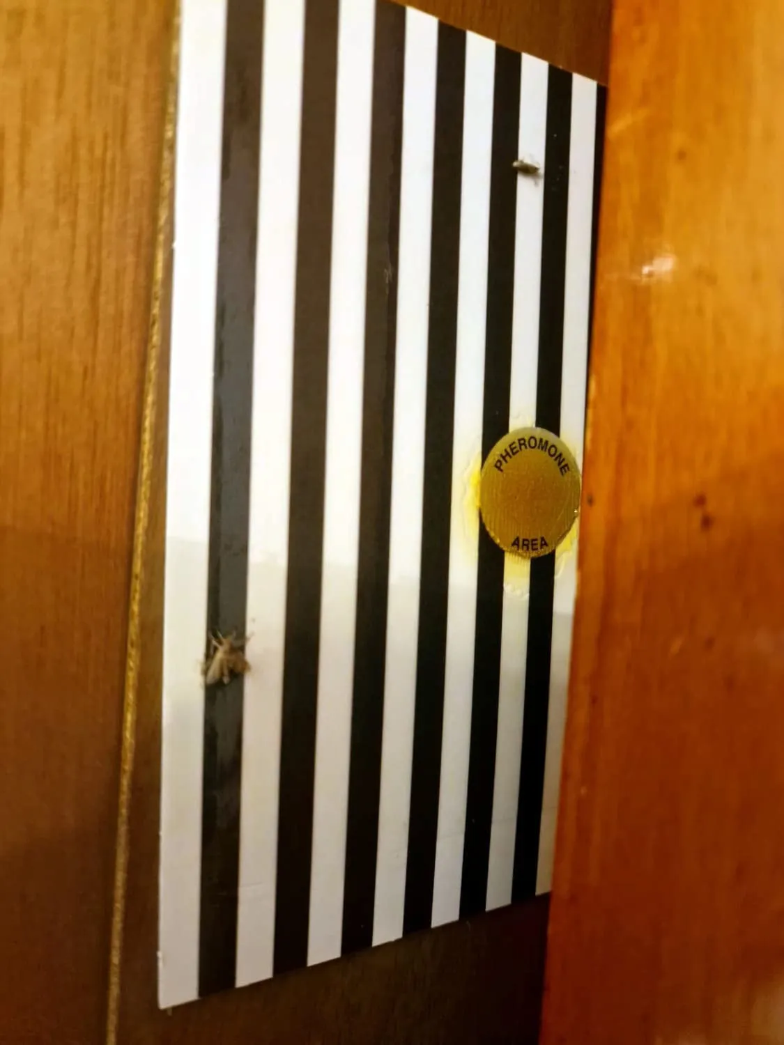 Zig Zag Salva Abiti Trappola Tarme Tessuti 2 Pezzi Feromoni