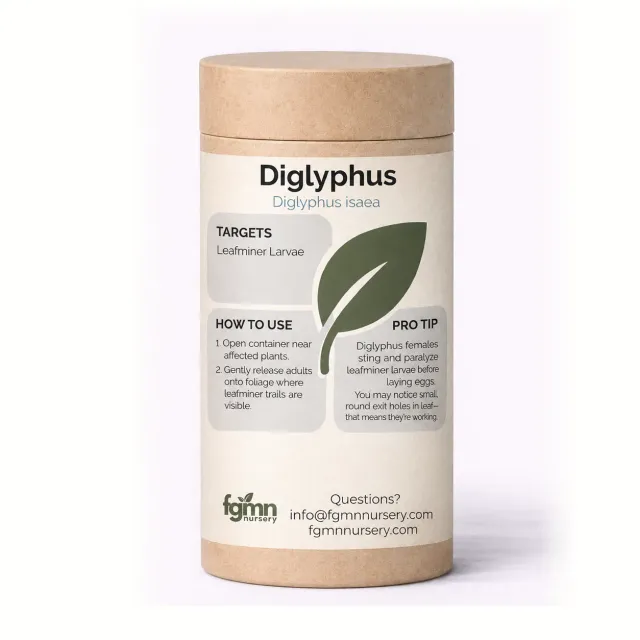 FGMN Nursery Diglyphus isaea vespa minatori Small 40 insetti